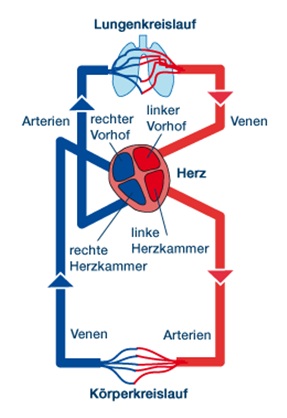 Blutkreislauf