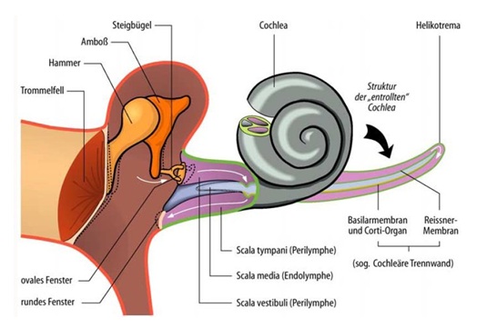 Innenohr